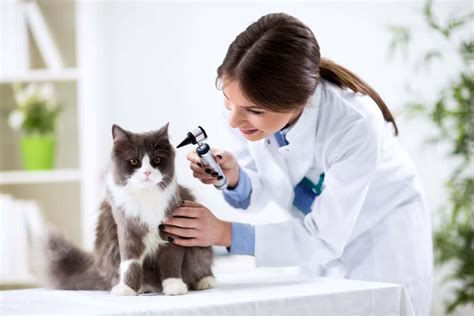 veterinarians|Veterinary Specialties: 24 Types from A.